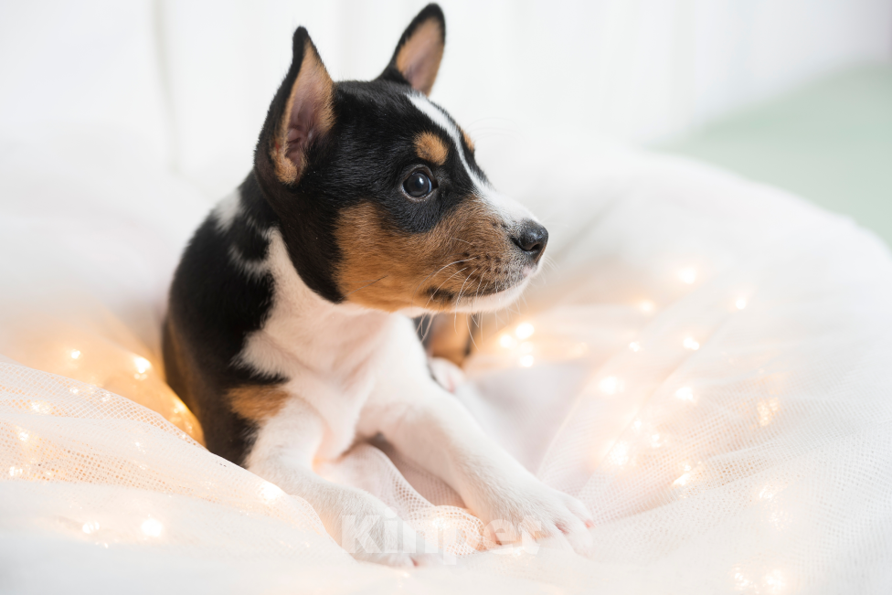 Собаки в Санкт-Петербурге: Щенок басенджи триколор 2 мес -мальчик Мальчик, 95 000 руб. - фото 6