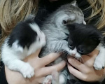 Кошки в Пензе: Отдам котят в добрые руки Мальчик, Бесплатно - фото 1