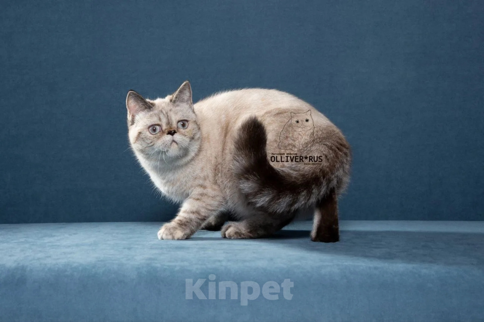 Кошки в Тюмени: Экзотическая короткошерстная кошка Девочка, 30 000 руб. - фото 4