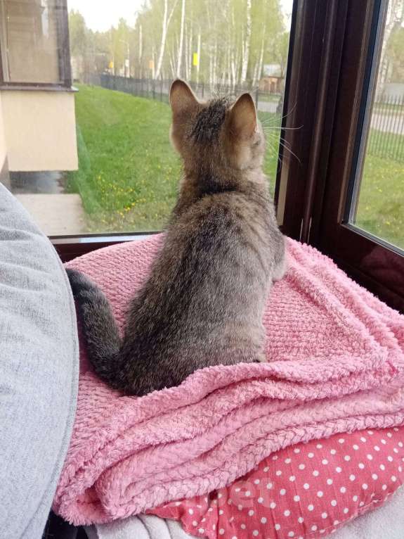 Кошки в Мытищах: Британский котёнок мальчик Мальчик, 12 000 руб. - фото 2