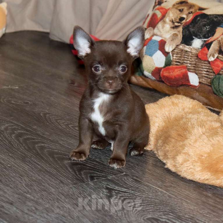 Собаки в Москве: Шоколадный батончик ЧИ Мальчик, 29 000 руб. - фото 2