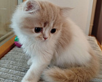 Кошки в Валдае: Кошечка- принцесса из помета победителя выставки Девочка, 30 000 руб. - фото 2