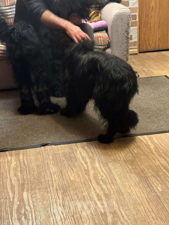 Собаки в Москве: Небольшой метис шнауцера в добрые руки Мальчик, Бесплатно - фото 2