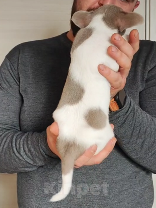 Собаки в Саратове: Щенок Чихуахуа Мальчик, 50 000 руб. - фото 6