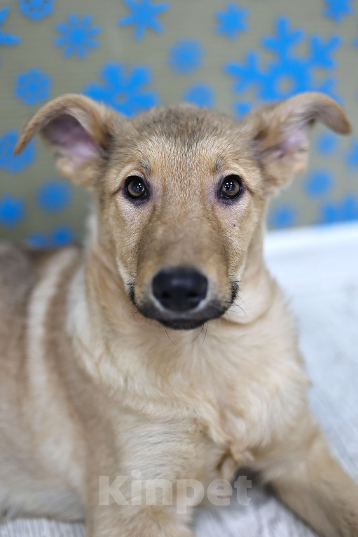 Собаки в Москве: Щенки бесплатно в Москве Девочка, Бесплатно - фото 4