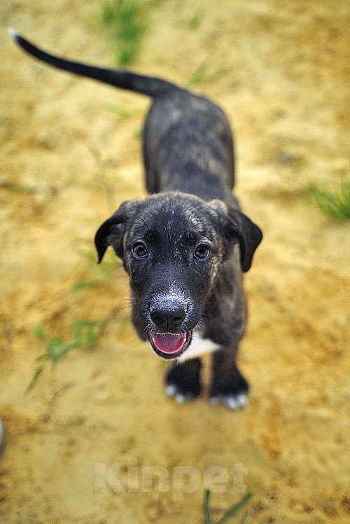 Собаки в Москве: Очаровательные домашние щенки метисы черного терьера ищут дом Мальчик, 10 руб. - фото 5