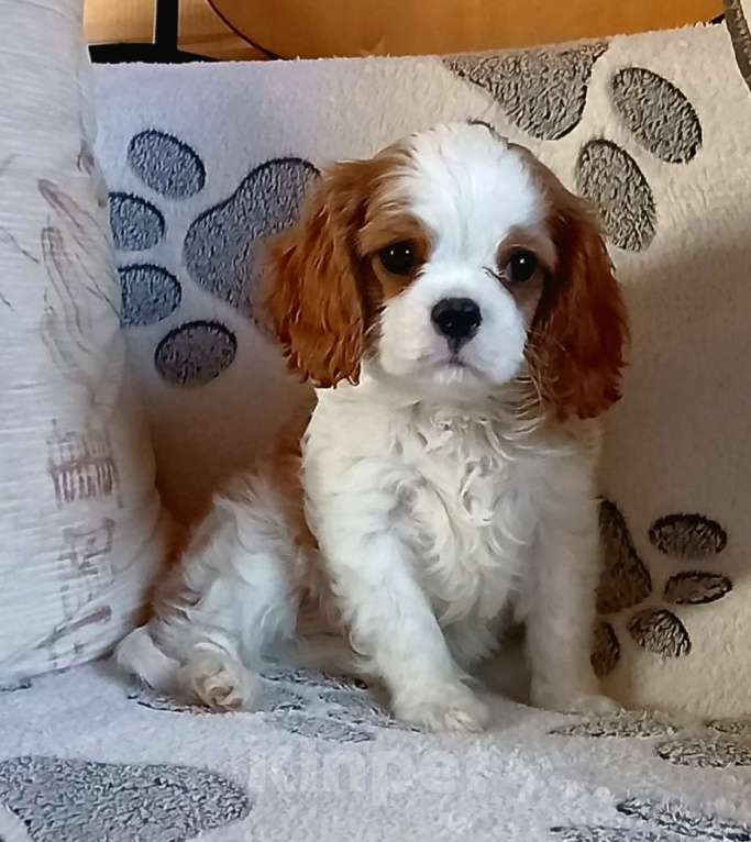 Собаки в Москве: Мальчик кавалерчик Мальчик, Бесплатно - фото 3