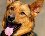 Собаки в Сергиеве Посаде: Метис немецкой овчарки и лайки, Бесплатно - фото 6