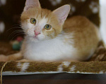 Кошки в Лянторе: Котёнок Гарри 4 месяца, Бесплатно - фото 1