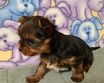 Собаки в других городах Тверской области: Милые Йорки Девочка, 30 000 руб. - фото 5