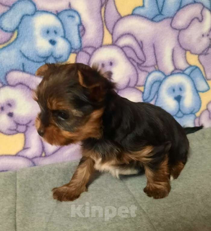 Собаки в других городах Тверской области: Милые Йорки Девочка, 30 000 руб. - фото 5