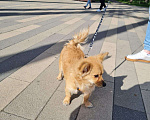 Собаки в Москве: Марик из Мариуполя в добрые руки Мальчик, Бесплатно - фото 4
