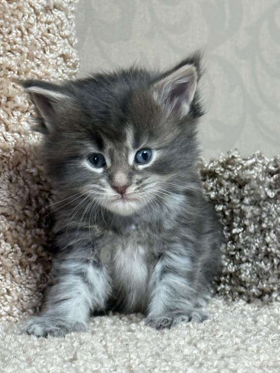 Кошки в Новосибирске: Открыто резервирование Мальчик, 80 000 руб. - фото 1