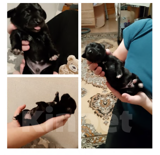 Собаки в Строителе: Тактусёнок Мальчик, Бесплатно - фото 2