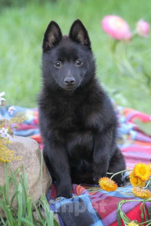 Собаки в других городах Московской области: красавица Девочка, 85 000 руб. - фото 3