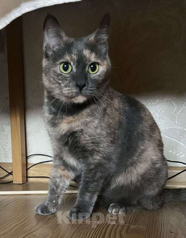 Кошки в Реутове: Взрослая кошка в добрые руки Девочка, Бесплатно - фото 6