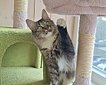 Кошки в Москве: Котенок в добрые руки Девочка, Бесплатно - фото 2