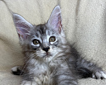 Кошки в Дмитрове: Черная серебристая мраморная девочка мейн кун Нарина Девочка, 40 000 руб. - фото 1