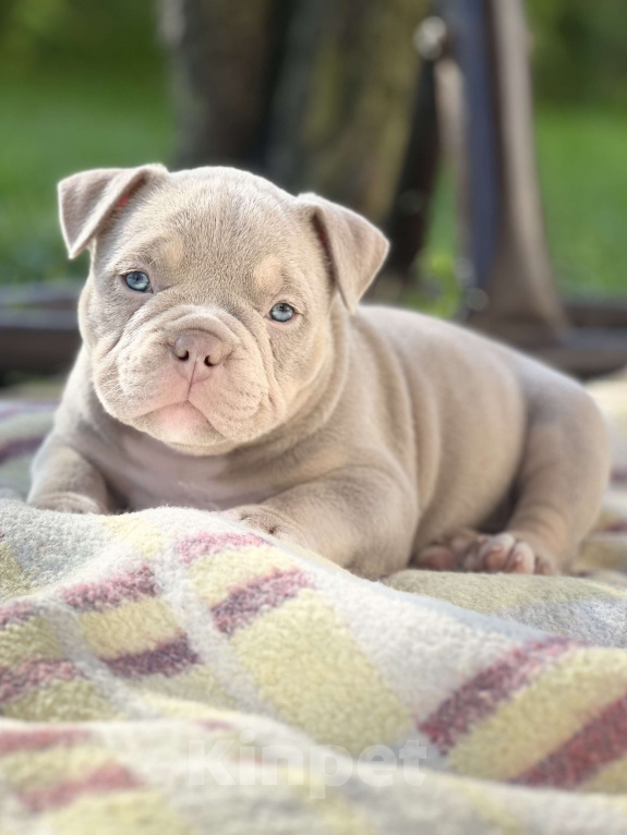 Собаки в Москве: Щенки Американского булли  Девочка, 300 000 руб. - фото 5