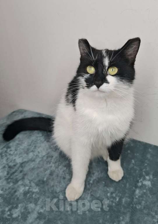 Кошки в Москве: Кошка с необычными ушками в добрые руки Девочка, Бесплатно - фото 2