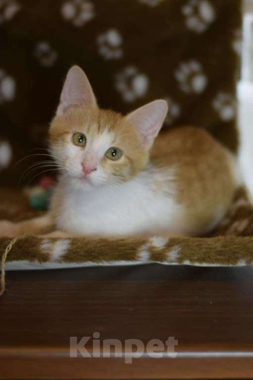 Кошки в Лянторе: Котёнок Гарри 4 месяца, Бесплатно - фото 1