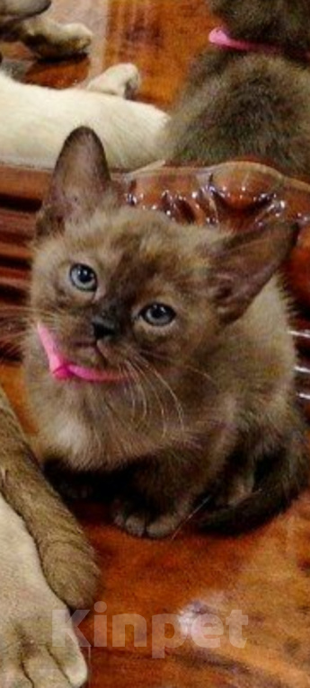 Кошки в Набережных Челнах: Бурманские котята Девочка, Бесплатно - фото 2