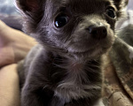 Собаки в Краснодаре: Лиловая девочка чихуахуа Девочка, 17 000 руб. - фото 2