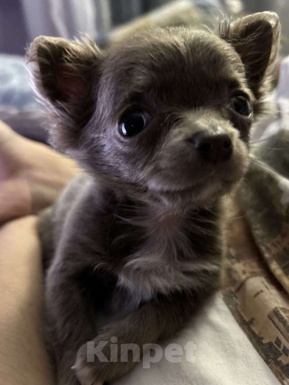 Собаки в Краснодаре: Лиловая девочка чихуахуа Девочка, 17 000 руб. - фото 2