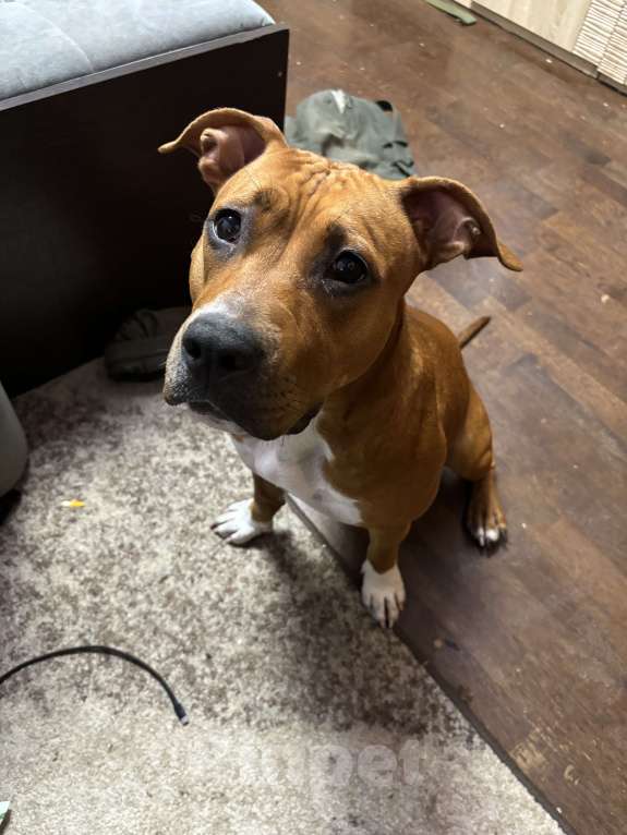 Собаки в Обнинске: Щенок Мальчик, 15 000 руб. - фото 6