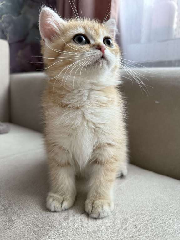 Кошки в Мытищах: Малыш Мальчик, 25 000 руб. - фото 6