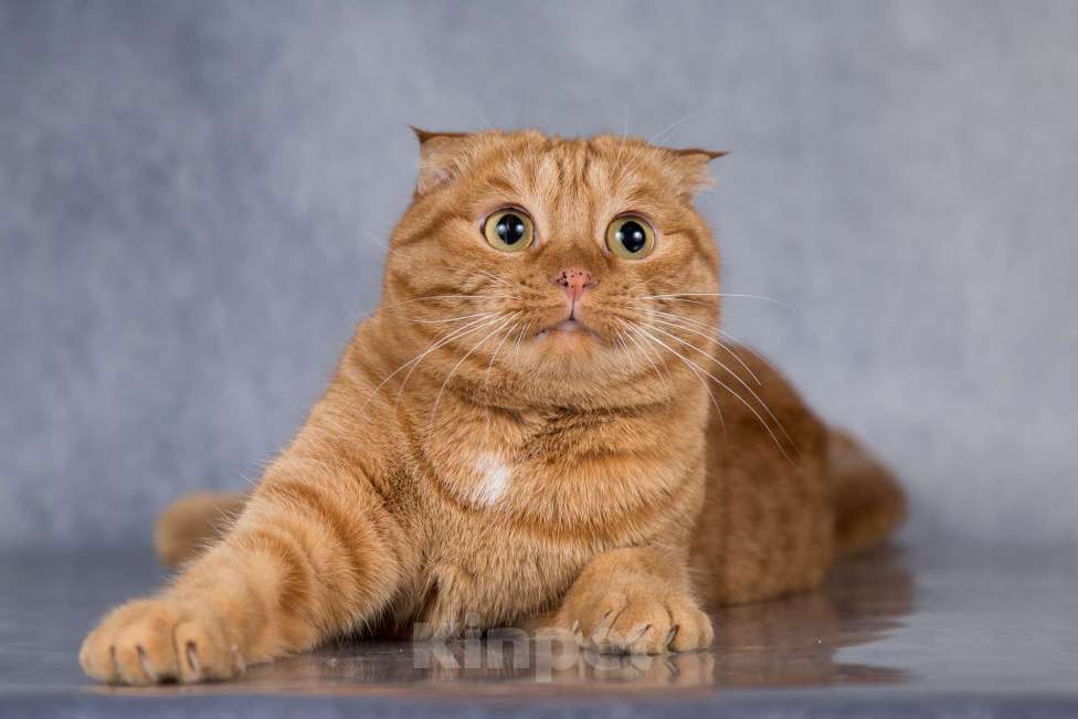 Кошки в Москве: Рыжая шотландская вислоухая кошка Манго в добрые руки Девочка, 1 руб. - фото 3