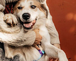Собаки в Москве: Пушистый белый красавец пёс Альф в дар Мальчик, 1 руб. - фото 9