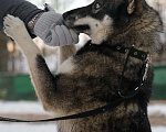 Собаки в Санкт-Петербурге: Умница хаски Айка из приюта Девочка, Бесплатно - фото 5