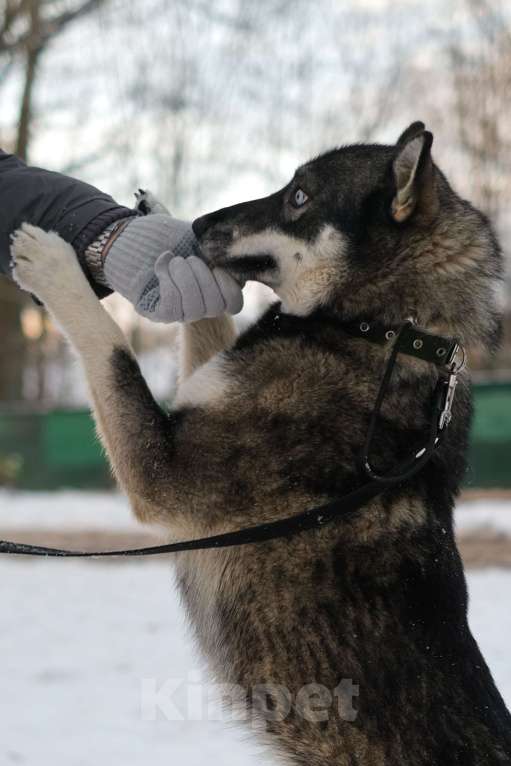 Собаки в Санкт-Петербурге: Умница хаски Айка из приюта Девочка, Бесплатно - фото 5