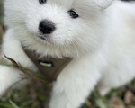 Собаки в Ишиме: Самоед  Мальчик, 25 000 руб. - фото 4