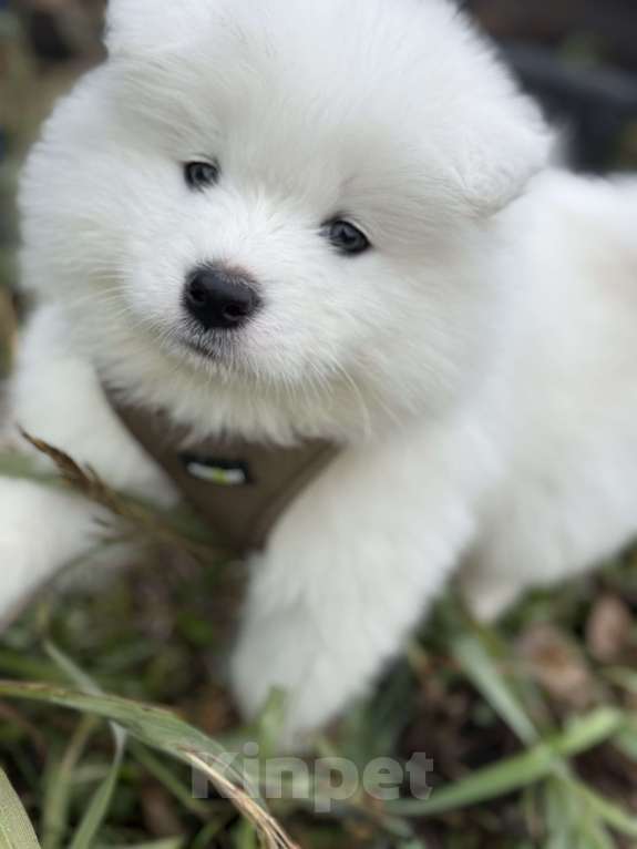 Собаки в Ишиме: Самоед  Мальчик, 25 000 руб. - фото 4