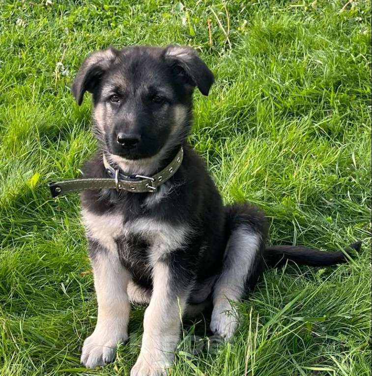 Собаки в Рыбинске: Щенки Восточно-европейской овчарки от элитных родителей Девочка, 35 000 руб. - фото 6