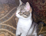 Кошки в Москве: Котенок Мисси ищет дом Девочка, Бесплатно - фото 3