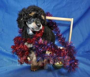 Собаки в Москве: той пудель фантом от Чемпионов Мальчик, 150 000 руб. - фото 6