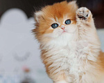 Кошки в Владивостоке: Британская девочка. Котенок. Шиншилла Девочка, 180 000 руб. - фото 3