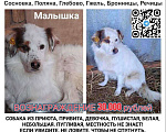 Собаки в Раменском: Пропала собака Девочка, Бесплатно - фото 1