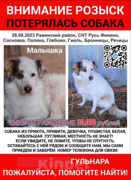 Собаки в Раменском: Пропала собака Девочка, Бесплатно - фото 1