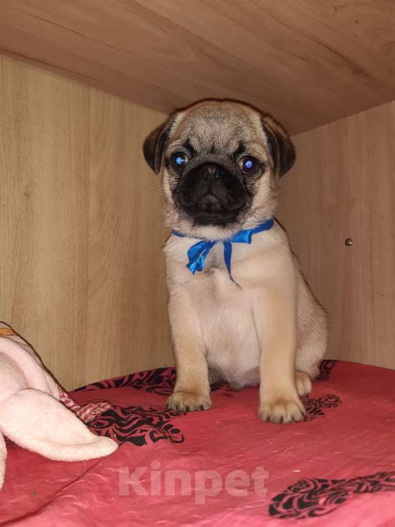 Собаки в Новосибирске: Замир Сибирский Эликсир  Мальчик, 45 000 руб. - фото 2