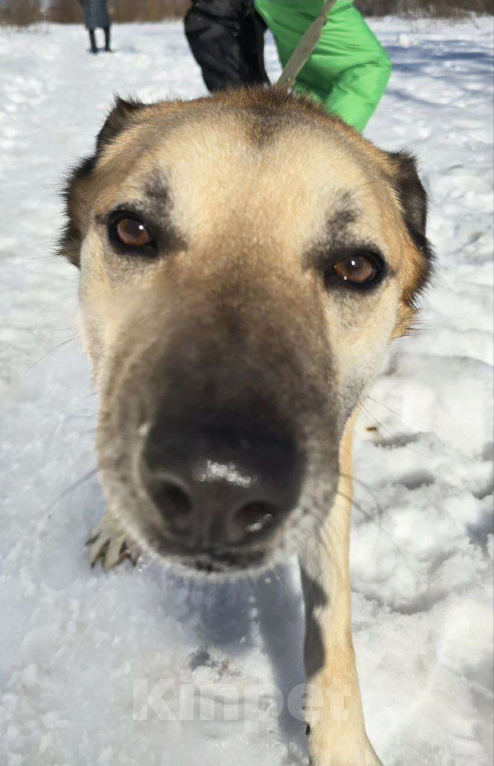 Собаки в Королеве: Велес. Приют Зоодом. Мальчик, Бесплатно - фото 7