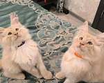Кошки в Мытищах: Котята менкун Девочка, 15 000 руб. - фото 4