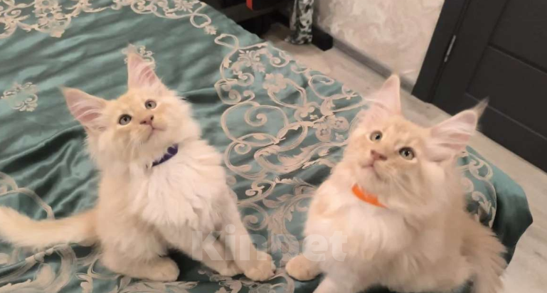 Кошки в Мытищах: Котята менкун Девочка, 15 000 руб. - фото 4