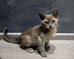 Кошки в Нижнем Новгороде: Саймон Мальчик, 15 000 руб. - фото 2