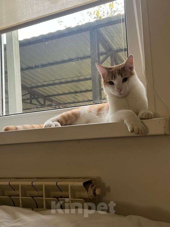 Кошки в Москве: Котенок в добрые руки Мальчик, Бесплатно - фото 2