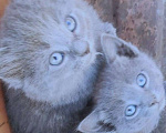 Кошки в Оренбурге: Котята "мышеловки Мурки" Мальчик, Бесплатно - фото 1