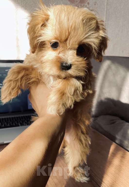 Собаки в Санкт-Петербурге: Мальчик МИКРО МАЛЬТИПУ F 1 Мальчик, 150 000 руб. - фото 5